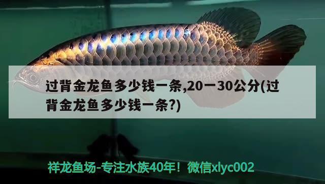 過背金龍魚多少錢一條,20一30公分(過背金龍魚多少錢一條?) 過背金龍魚