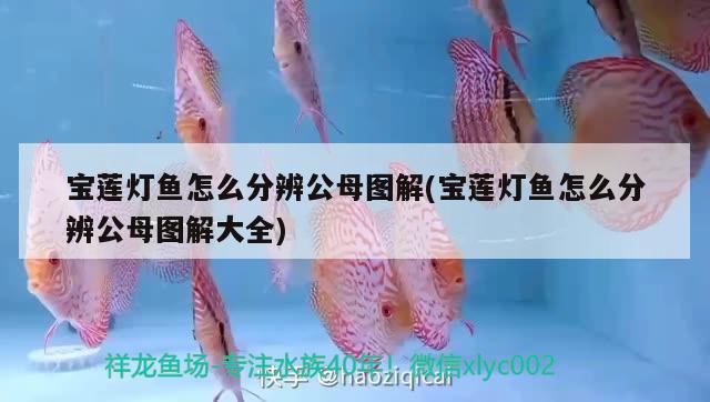 寶蓮燈魚怎么分辨公母圖解(寶蓮燈魚怎么分辨公母圖解大全)