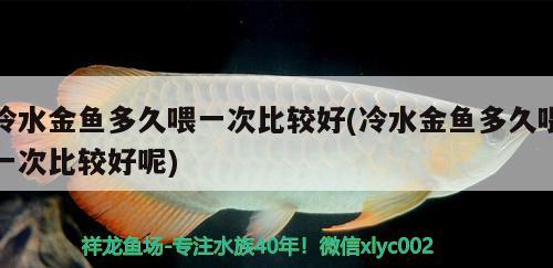 冷水金魚多久喂一次比較好(冷水金魚多久喂一次比較好呢) 觀賞魚