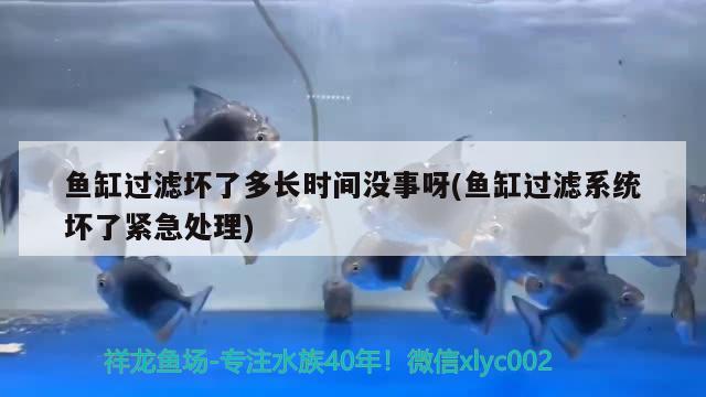 魚缸過濾壞了多長時間沒事呀(魚缸過濾系統(tǒng)壞了緊急處理)