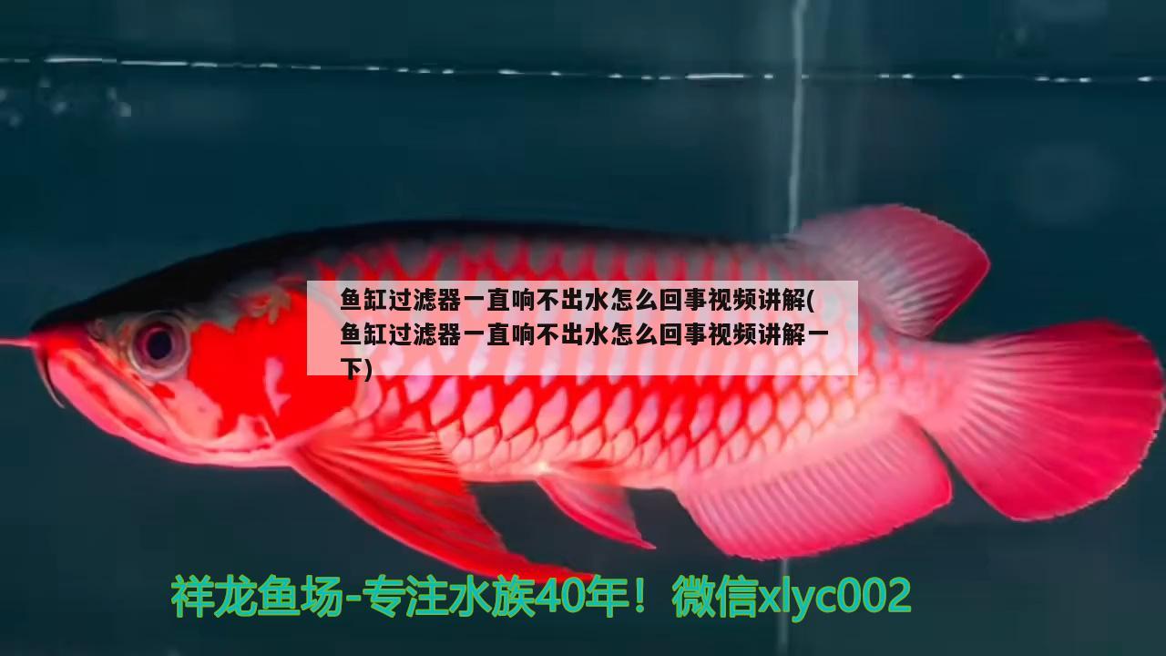 魚缸過濾器一直響不出水怎么回事視頻講解(魚缸過濾器一直響不出水怎么回事視頻講解一下) 祥龍赫舞紅龍魚