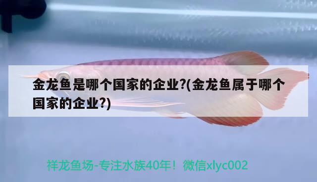 金龍魚是哪個國家的企業(yè)?(金龍魚屬于哪個國家的企業(yè)?) 觀賞魚