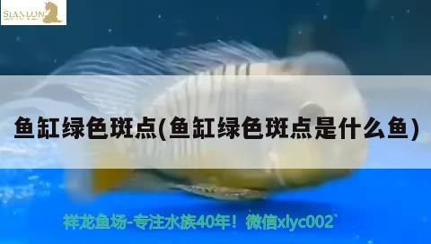 魚缸綠色斑點(diǎn)(魚缸綠色斑點(diǎn)是什么魚)