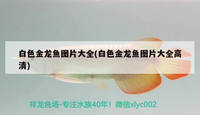 白色金龍魚圖片大全(白色金龍魚圖片大全高清) 觀賞魚