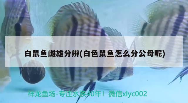 白鼠魚雌雄分辨(白色鼠魚怎么分公母呢)