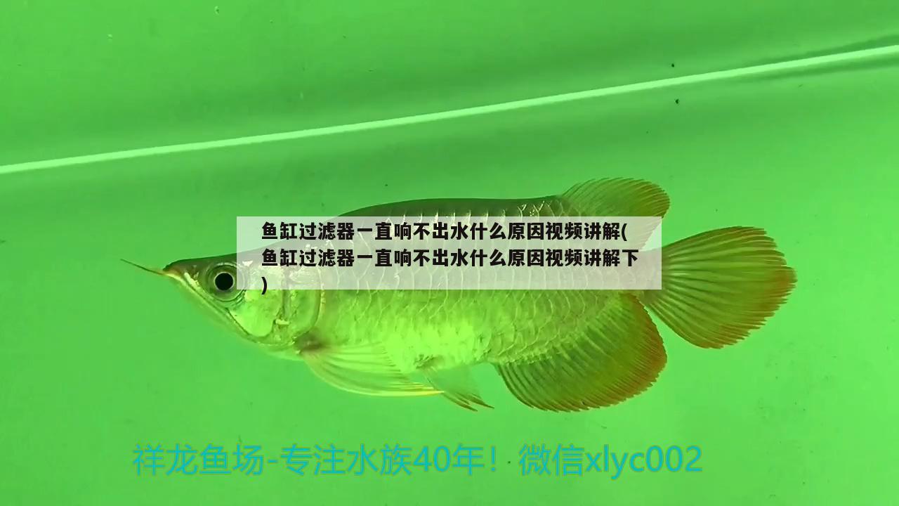 魚缸過濾器一直響不出水什么原因視頻講解(魚缸過濾器一直響不出水什么原因視頻講解下)