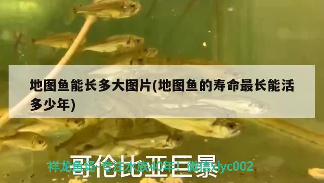 地圖魚能長多大圖片(地圖魚的壽命最長能活多少年)