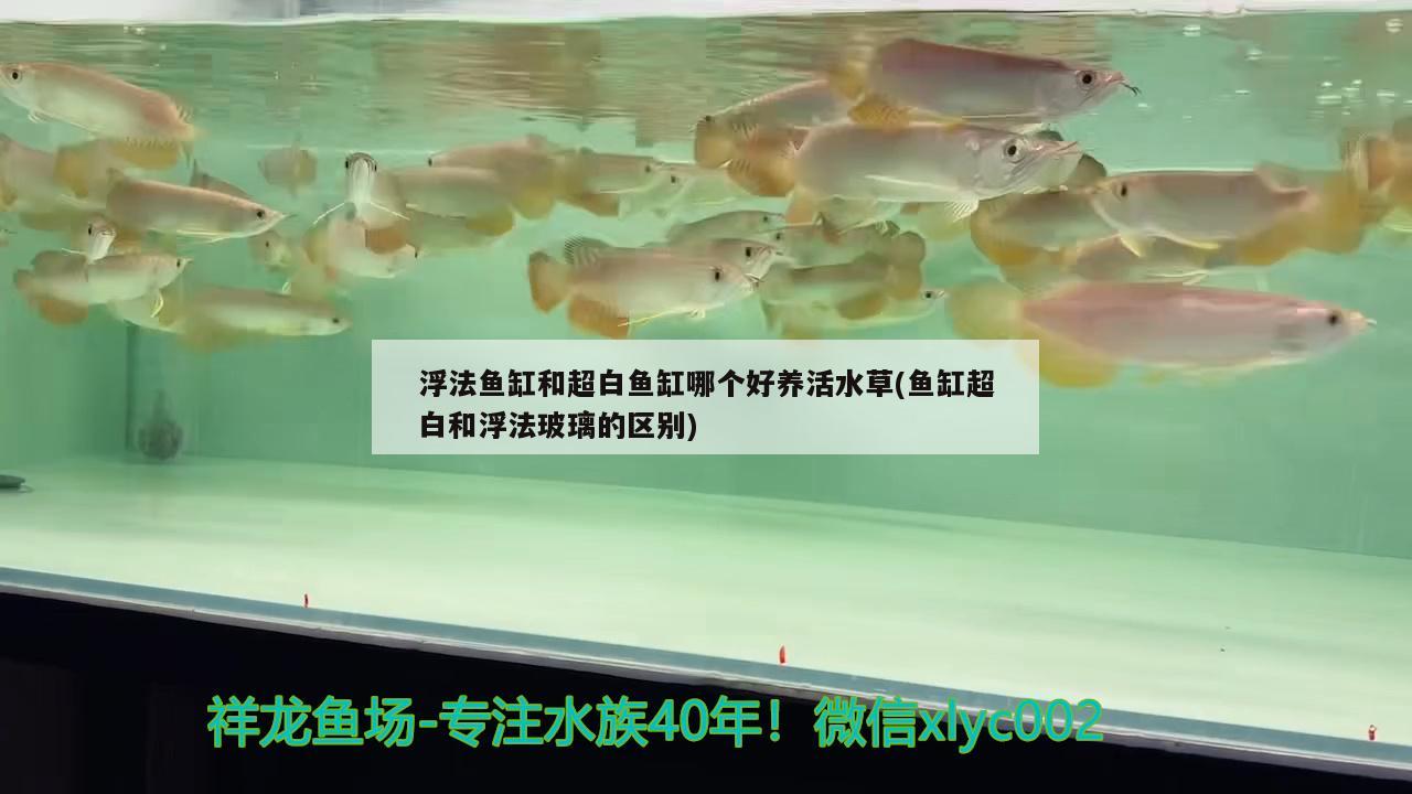 浮法魚缸和超白魚缸哪個好養(yǎng)活水草(魚缸超白和浮法玻璃的區(qū)別)