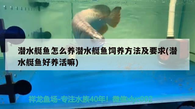 潛水艇魚怎么養(yǎng)潛水艇魚飼養(yǎng)方法及要求(潛水艇魚好養(yǎng)活嘛)