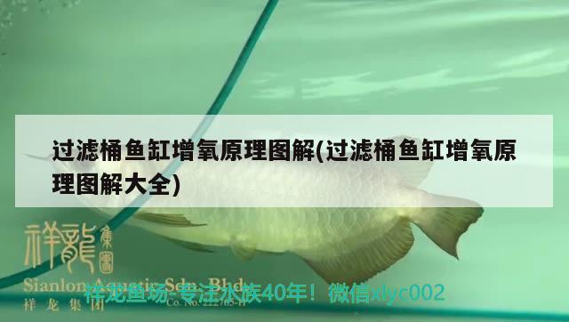 過濾桶魚缸增氧原理圖解(過濾桶魚缸增氧原理圖解大全)