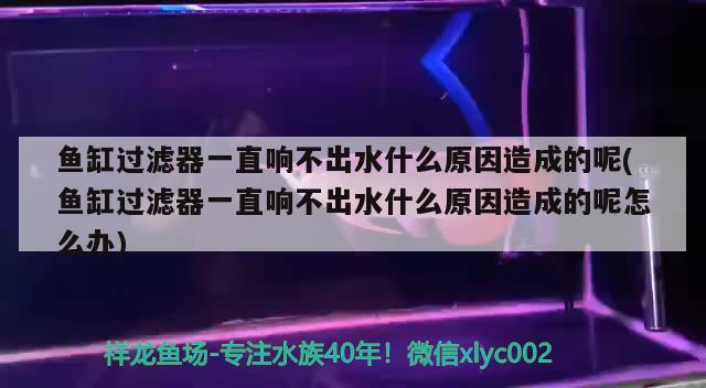 魚缸過濾器一直響不出水什么原因造成的呢(魚缸過濾器一直響不出水什么原因造成的呢怎么辦)