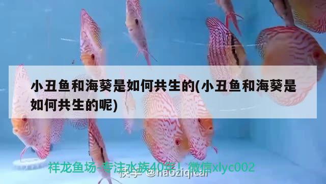 小丑魚和?？侨绾喂采?小丑魚和海葵是如何共生的呢) 海水魚