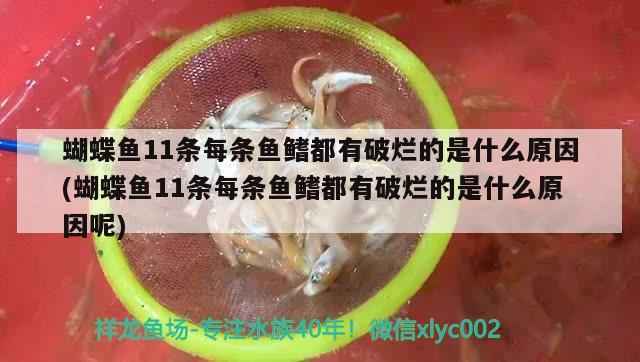 蝴蝶魚11條每條魚鰭都有破爛的是什么原因(蝴蝶魚11條每條魚鰭都有破爛的是什么原因呢)