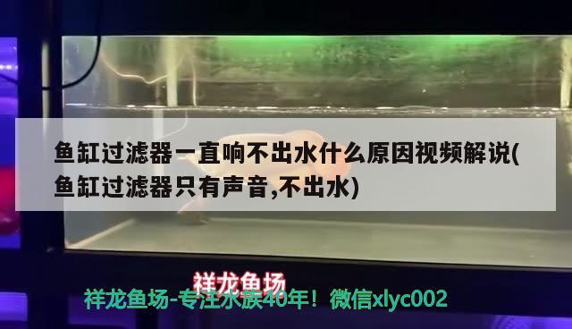 魚缸過濾器一直響不出水什么原因視頻解說(shuō)(魚缸過濾器只有聲音,不出水)