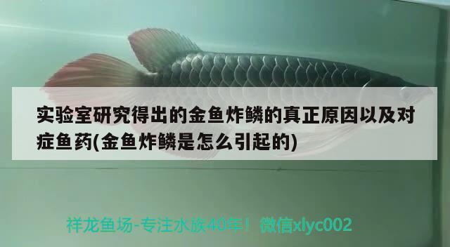 實驗室研究得出的金魚炸鱗的真正原因以及對癥魚藥(金魚炸鱗是怎么引起的) 觀賞魚