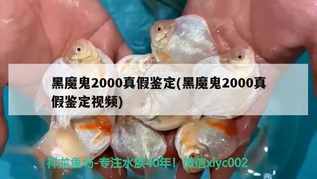 黑魔鬼2000真假鑒定(黑魔鬼2000真假鑒定視頻)