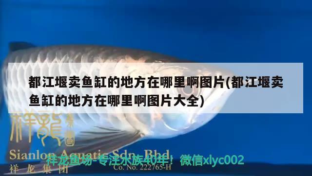 都江堰賣魚缸的地方在哪里啊圖片(都江堰賣魚缸的地方在哪里啊圖片大全) 新加坡號(hào)半紅龍魚（練手級(jí)紅龍魚）