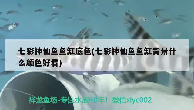 七彩神仙魚魚缸底色(七彩神仙魚魚缸背景什么顏色好看) 七彩神仙魚