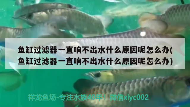 魚(yú)缸過(guò)濾器一直響不出水什么原因呢怎么辦(魚(yú)缸過(guò)濾器一直響不出水什么原因呢怎么辦)