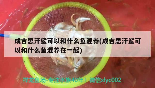 成吉思汗鯊可以和什么魚(yú)混養(yǎng)(成吉思汗鯊可以和什么魚(yú)混養(yǎng)在一起)