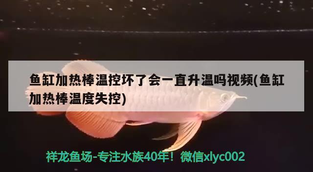 魚缸加熱棒溫控壞了會一直升溫嗎視頻(魚缸加熱棒溫度失控)