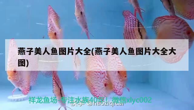 燕子美人魚圖片大全(燕子美人魚圖片大全大圖) 觀賞魚