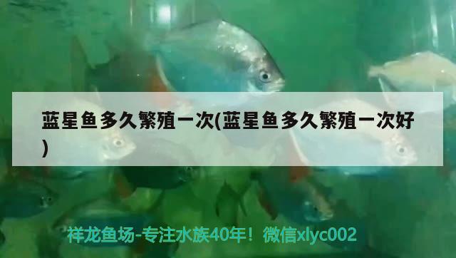 藍(lán)星魚(yú)多久繁殖一次(藍(lán)星魚(yú)多久繁殖一次好) 觀賞魚(yú)