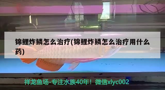 錦鯉炸鱗怎么治療(錦鯉炸鱗怎么治療用什么藥) 觀賞魚