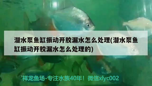 潛水泵魚(yú)缸振動(dòng)開(kāi)膠漏水怎么處理(潛水泵魚(yú)缸振動(dòng)開(kāi)膠漏水怎么處理的)