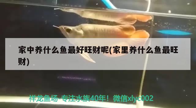 家中養(yǎng)什么魚最好旺財呢(家里養(yǎng)什么魚最旺財) 觀賞魚