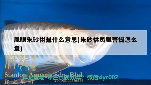 鳳眼朱砂供是什么意思(朱砂供鳳眼菩提怎么盤) 觀賞魚(yú)