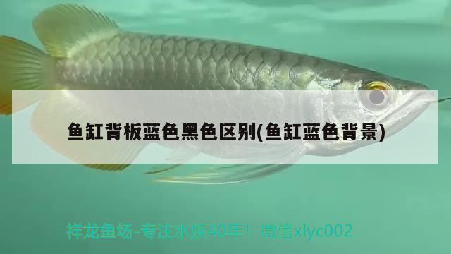 魚缸背板藍色黑色區(qū)別(魚缸藍色背景)