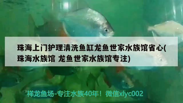 珠海上門護(hù)理清洗魚缸龍魚世家水族館省心(珠海水族館龍魚世家水族館專注) 粗線銀版魚