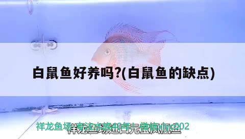 白鼠魚(yú)好養(yǎng)嗎?(白鼠魚(yú)的缺點(diǎn))