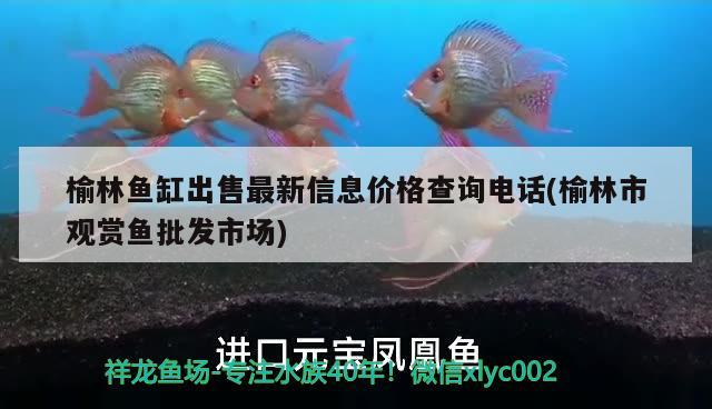 榆林魚缸出售最新信息價格查詢電話(榆林市觀賞魚批發(fā)市場)