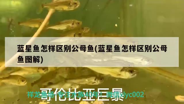 藍(lán)星魚怎樣區(qū)別公母魚(藍(lán)星魚怎樣區(qū)別公母魚圖解) 觀賞魚