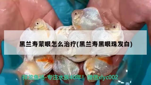 黑蘭壽蒙眼怎么治療(黑蘭壽黑眼珠發(fā)白) 觀賞魚