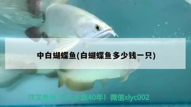 中白蝴蝶魚(yú)(白蝴蝶魚(yú)多少錢(qián)一只) 蝴蝶鯉