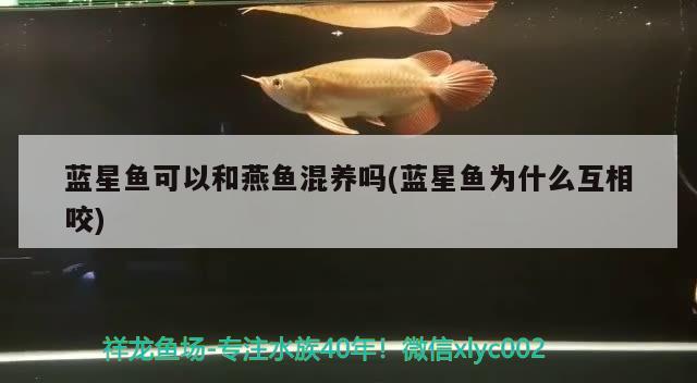 藍(lán)星魚可以和燕魚混養(yǎng)嗎(藍(lán)星魚為什么互相咬) 觀賞魚