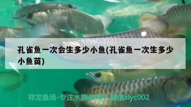 孔雀魚一次會(huì)生多少小魚(孔雀魚一次生多少小魚苗)