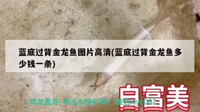 藍底過背金龍魚圖片高清(藍底過背金龍魚多少錢一條) 過背金龍魚