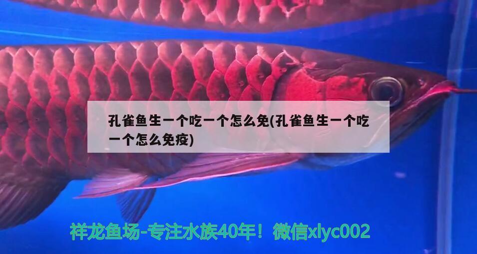 孔雀魚(yú)生一個(gè)吃一個(gè)怎么免(孔雀魚(yú)生一個(gè)吃一個(gè)怎么免疫) 觀賞魚(yú)