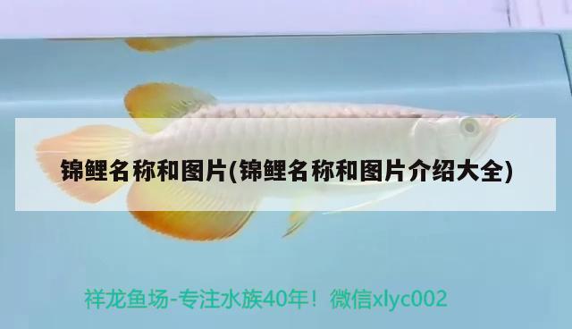 錦鯉名稱和圖片(錦鯉名稱和圖片介紹大全) 觀賞魚