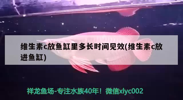 維生素c放魚缸里多長時間見效(維生素c放進魚缸) 大嘴鯨魚