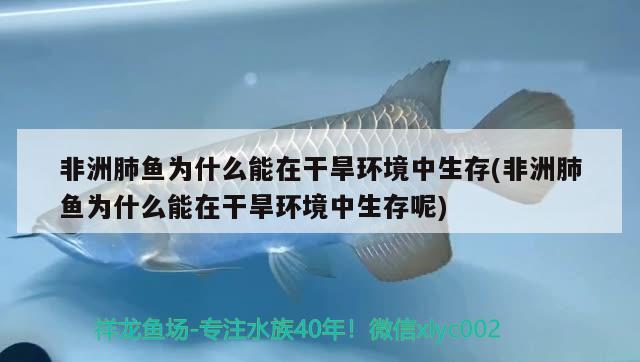 非洲肺魚為什么能在干旱環(huán)境中生存(非洲肺魚為什么能在干旱環(huán)境中生存呢) 肺魚