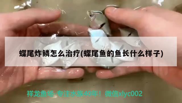 蝶尾炸鱗怎么治療(蝶尾魚的魚長什么樣子) 觀賞魚