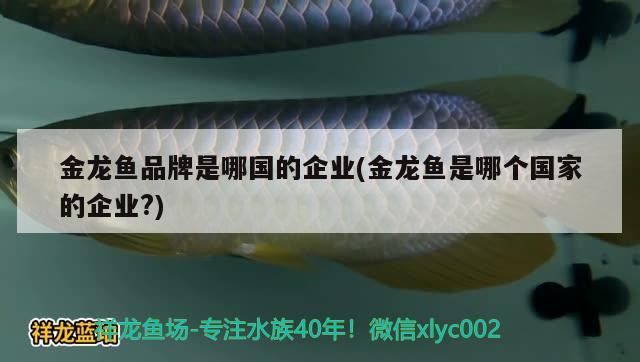 金龍魚品牌是哪國的企業(yè)(金龍魚是哪個國家的企業(yè)?) 觀賞魚 第2張