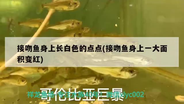 接吻魚身上長白色的點(diǎn)點(diǎn)(接吻魚身上一大面積變紅)