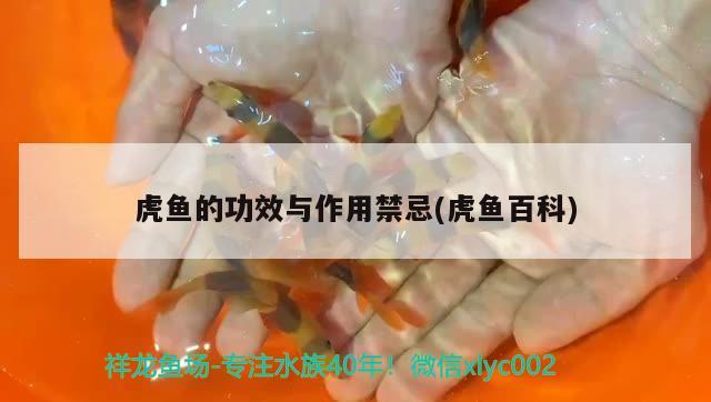 虎魚的功效與作用禁忌(虎魚百科)