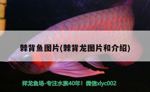 棘背魚圖片(棘背龍圖片和介紹) 觀賞魚